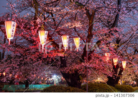 上野公園の雨の夜に咲く夜桜ライトアップ 141307306