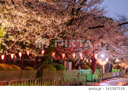 上野公園の雨の夜に咲く夜桜ライトアップ 上野公園の雨の夜に咲く夜桜ライトアップ 141307316