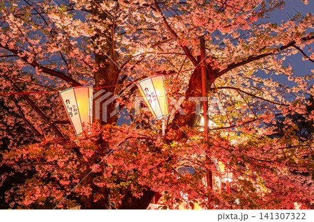 上野公園の雨の夜に咲く夜桜ライトアップ 上野公園の雨の夜に咲く夜桜ライトアップ 141307322