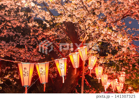 上野公園の雨の夜に咲く夜桜ライトアップ 上野公園の雨の夜に咲く夜桜ライトアップ 141307325