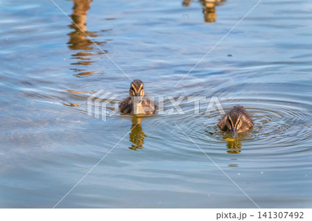 Cute little duckling swimming alone in a lake or river with calm water Cute little duckling swimming alone in a lake or river with calm water 141307492