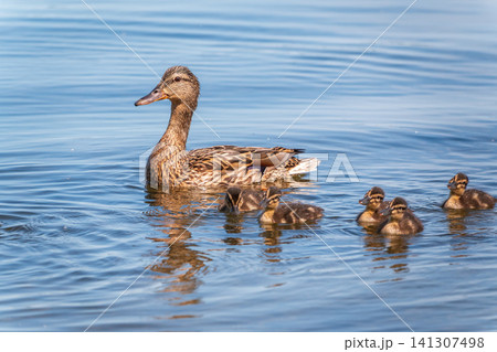 A family of ducks, a duck and its little ducklings are swimming in the water. The duck takes care of its newborn ducklings. Mallard, lat. Anas platyrhynchos A family of ducks, a duck and its little ducklings are swimming in the water. The duck takes care of its newborn ducklings. Mallard, lat. Anas platyrhynchos 141307498