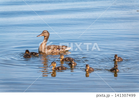A family of ducks, a duck and its little ducklings are swimming in the water. The duck takes care of its newborn ducklings. Mallard, lat. Anas platyrhynchos A family of ducks, a duck and its little ducklings are swimming in the water. The duck takes care of its newborn ducklings. Mallard, lat. Anas platyrhynchos 141307499