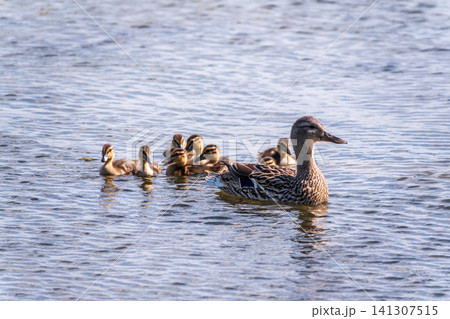 A family of ducks, a duck and its little ducklings are swimming in the water. The duck takes care of its newborn ducklings. Mallard, lat. Anas platyrhynchos A family of ducks, a duck and its little ducklings are swimming in the water. The duck takes care of its newborn ducklings. Mallard, lat. Anas platyrhynchos 141307515