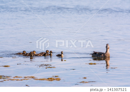 A family of ducks, a duck and its little ducklings are swimming in the water. The duck takes care of its newborn ducklings. Mallard, lat. Anas platyrhynchos A family of ducks, a duck and its little ducklings are swimming in the water. The duck takes care of its newborn ducklings. Mallard, lat. Anas platyrhynchos 141307521