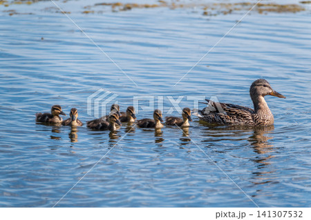A family of ducks, a duck and its little ducklings are swimming in the water. The duck takes care of its newborn ducklings. Mallard, lat. Anas platyrhynchos 141307532