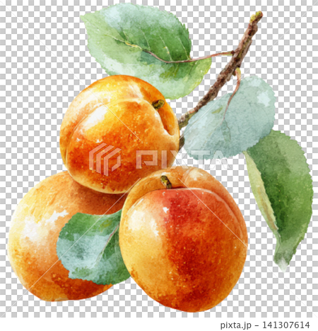 Apricot Apricot 141307614