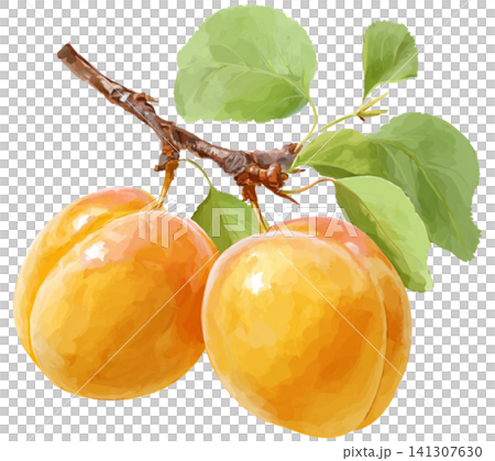 Apricot Apricot 141307630