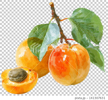 Apricot Apricot 141307631