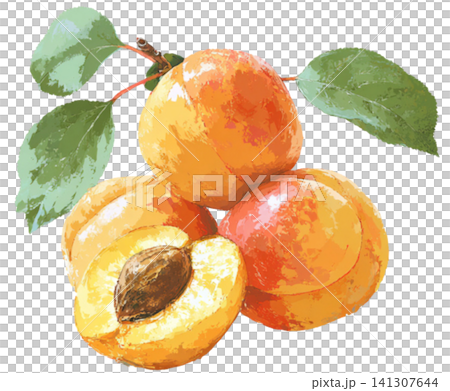 Apricot Apricot 141307644