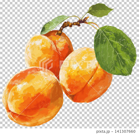 Apricot Apricot 141307660