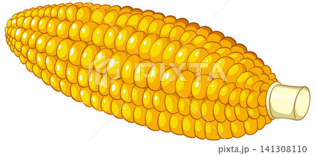 Fresh Yellow Corn on the Cob Vector Illustration on White Background Fresh Yellow Corn on the Cob Vector Illustration on White Background 141308110