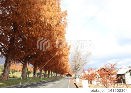 滋賀県高島市マキノのメタセコイヤの並木紅葉風景 141308364