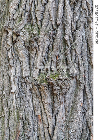 Bark texture and background of a old tree trunk. Detailed bark texture. Bark texture and background of a old tree trunk. Detailed bark texture. 141308520