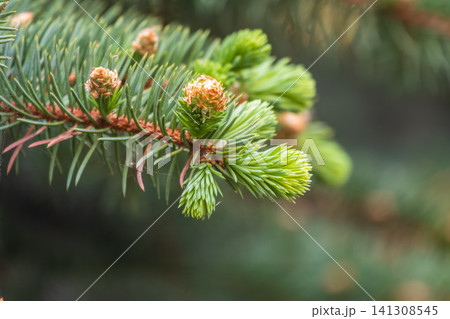 Background of green spruce branches with water drops after rain Background of green spruce branches with water drops after rain 141308545