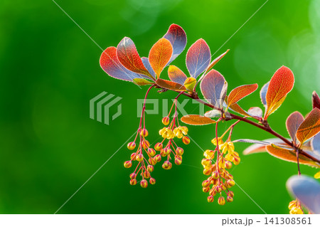 Bush of barberry in the spring with fresh green leaves and small yellow flowers. Branches of bushes with young leaves Bush of barberry in the spring with fresh green leaves and small yellow flowers. Branches of bushes with young leaves 141308561