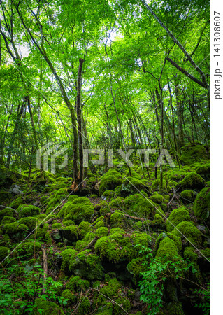 【苔の名所】山犬嶽【上勝町】 【苔の名所】山犬嶽【上勝町】 141308607