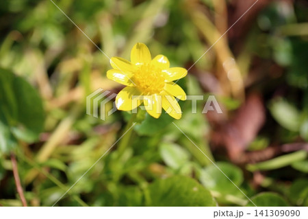 輝 ヒメリュウキンカの花 輝 ヒメリュウキンカの花 141309090