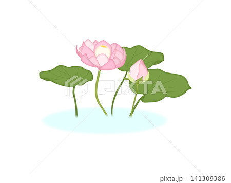 水に浮かぶ蓮の花と葉っぱのイラスト 141309386