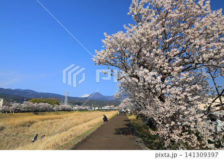春木径・幸せ道の桜 春木径・幸せ道の桜 141309397