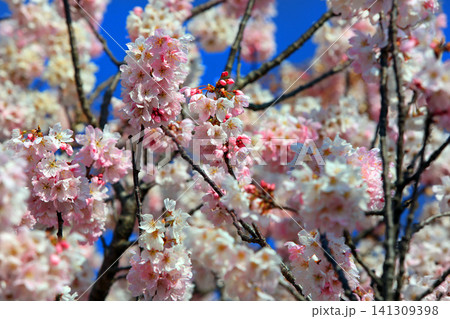春木径・幸せ道の桜 春木径・幸せ道の桜 141309398