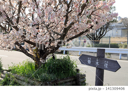 春木径・幸せ道の桜 春木径・幸せ道の桜 141309406
