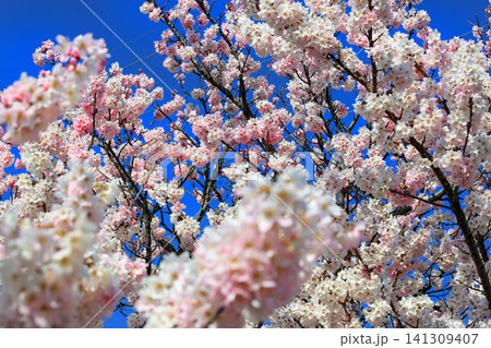 春木径・幸せ道の桜 春木径・幸せ道の桜 141309407
