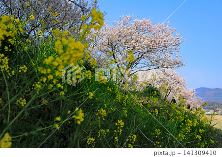 春木径・幸せ道の桜 春木径・幸せ道の桜 141309410
