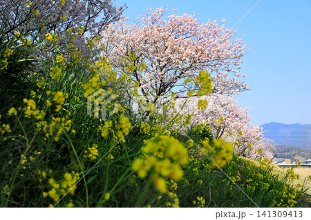 春木径・幸せ道の桜 141309413