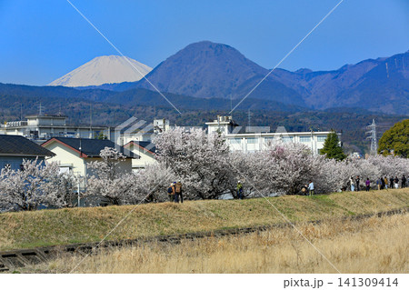 春木径・幸せ道の桜 春木径・幸せ道の桜 141309414