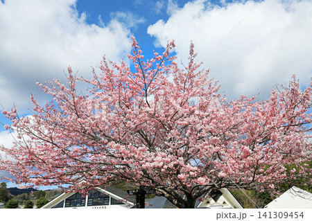 じんだいあけぼの桜 141309454