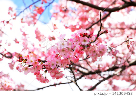 じんだいあけぼの桜 141309458