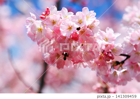じんだいあけぼの桜 141309459