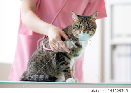 獣医　猫の診察をしている獣医師 141309546
