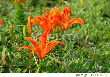 浜辺に咲くスカシユリ植物群落 浜辺に咲くスカシユリ植物群落 141310065