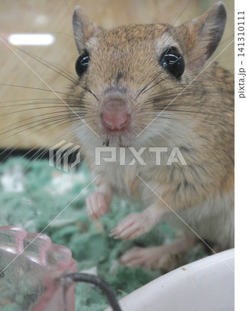 カメラ目線なモンゴルスナネズミ(スナネズミ・ジャービル)のクローズアップ カメラ目線なモンゴルスナネズミ(スナネズミ・ジャービル)のクローズアップ 141310111