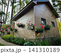 Flowers at the dacha 141310189