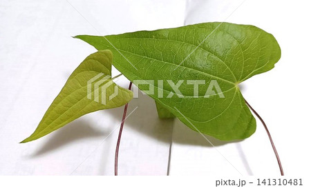 つる性植物ハート形の葉(自然薯) つる性植物ハート形の葉(自然薯) 141310481