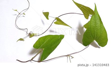 つる性植物ハート形の葉(自然薯) つる性植物ハート形の葉(自然薯) 141310483