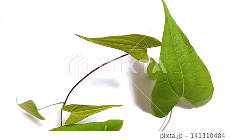 つる性植物ハート形の葉(自然薯) つる性植物ハート形の葉(自然薯) 141310484