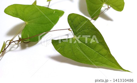 つる性植物ハート形の葉(自然薯) つる性植物ハート形の葉(自然薯) 141310486