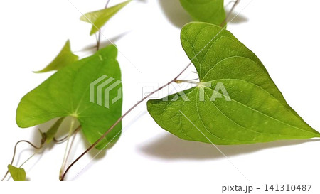 つる性植物ハート形の葉(自然薯) 141310487
