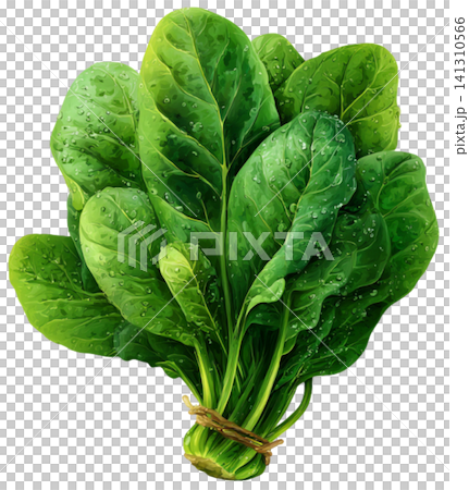 spinach spinach 141310566