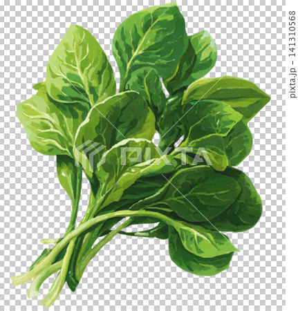 spinach spinach 141310568