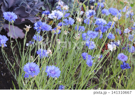 Clusters of Blue Cornflowers Blooming in a Garden 141310667