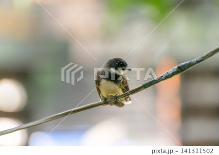 Black collared fantail perched utility wire soft blurred background Small tropical songbird resting calmly natural daylight detailed plumage Black collared fantail perched utility wire soft blurred background Small tropical songbird resting calmly natural daylight detailed plumage 141311502