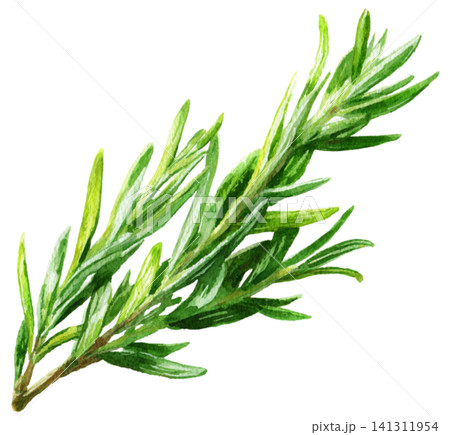 Rosemary Rosemary 141311954