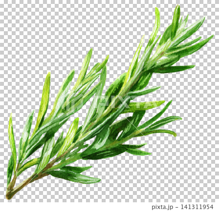 Rosemary Rosemary 141311954