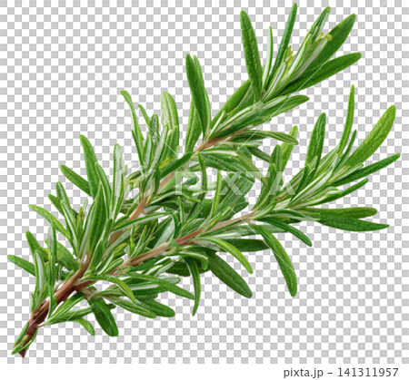 Rosemary Rosemary 141311957