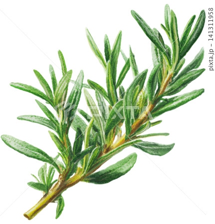 Rosemary Rosemary 141311958